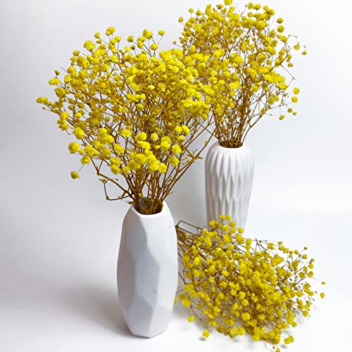 Preserved Baby's Breath 3 Bunches, 100% Natrual Fresh Gypsophila Long Lasting Flowers for Vase Arrangements Home Decoration Photo Props Parties and Weddings, DIY Décor-Yellow - color: Yellow