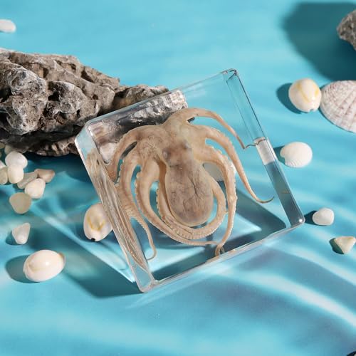 Taxidermy Octopus, Real Octopus Specimens Animal Specimen in Resin for Science Classroom Science Education, Great Gift for Fans of Taxidermy, Animal Skull, Oddities, Biology (3 x 3 x 1 inch) - color: Octopus