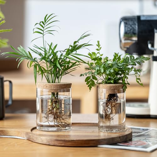 Plant Propagation Stations for Plants, 2 Size Glass Propagation Vases for Propagating Hydroponic Indoor Home Office Decor, Tabletop Glass Planter Gift for Plant Lovers (6)