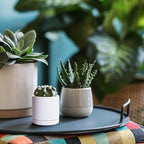 D'vine Dev Set of 2 Plants Pots, 3.5 Inch Ceramic Planter Pot for Plants with Drainage Hole and Saucer, White, 94-V-A-1 - color: White, size: 3.5 Inch