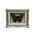 1Pcs Real Butterfly Framed Handmade, Taxidermy Butterfly Shadow Box Collection, Framed Butterfly Taxidermy for Oddities and Curiosities Gifts Tabletop Ornaments (G-Butterfly Specimen+Photo Frame) - color: G-butterfly Specimen+photo Frame