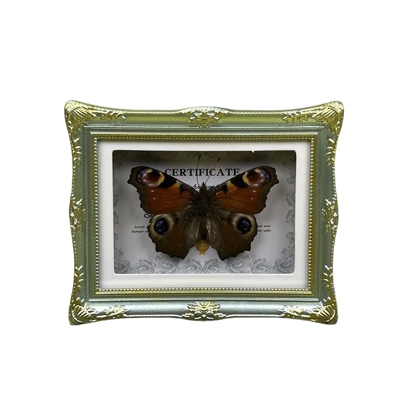 1Pcs Real Butterfly Framed Handmade, Taxidermy Butterfly Shadow Box Collection, Framed Butterfly Taxidermy for Oddities and Curiosities Gifts Tabletop Ornaments (G-Butterfly Specimen+Photo Frame) - color: G-butterfly Specimen+photo Frame