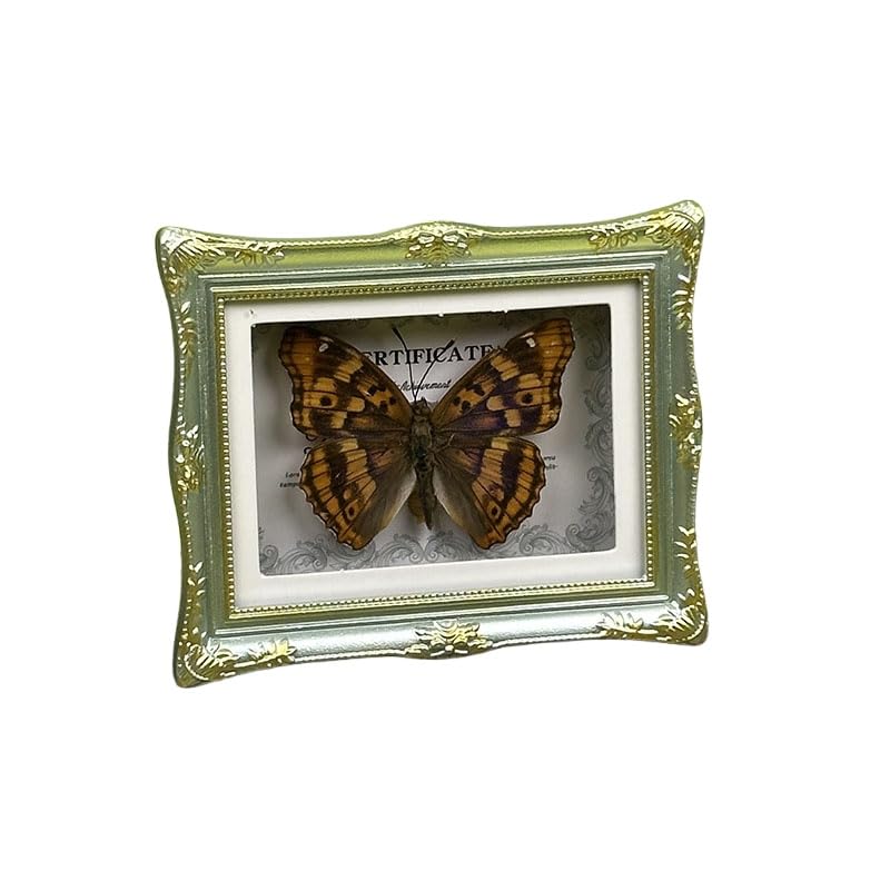 1Pcs Real Butterfly Framed Handmade, Taxidermy Butterfly Shadow Box Collection, Framed Butterfly Taxidermy for Oddities and Curiosities Gifts Tabletop Ornaments (J-Butterfly Specimen+Photo Frame) - color: J-butterfly Specimen+photo Frame