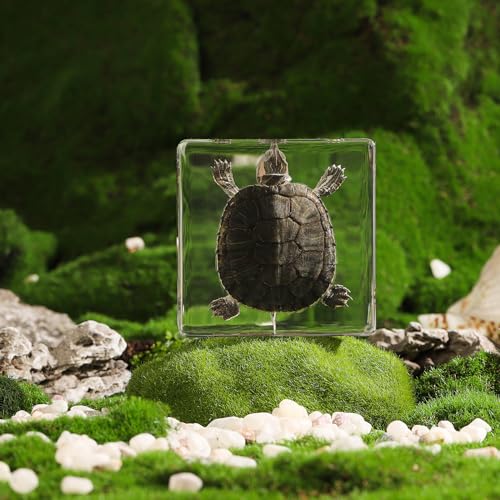 Taxidermy Turtle, Real Turtle Specimens Animal Specimen in Resin for Science Classroom Science Education, Great Gift for Fans of Taxidermy, Animal Skull, Oddities, Biology (3 x 3 x 1 inch) - color: Turtle