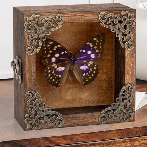 Taxidermy Butterfly Shadow Box Picture Frame - Real Framed Butterflies Meticulously Handcrafted, Framed Butterfly Taxidermy for Dark Academia Decor (Purple Nymphalid (Nymphalidae)) - color: Purple Nymphalid (Nymphalidae)