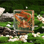 Taxidermy Crab, Real Crab Specimens Animal Specimen in Resin for Science Classroom Science Education, Great Gift for Fans of Taxidermy, Animal Skull, Oddities, Biology (3 x 3 x 1 inch) - color: Crab A
