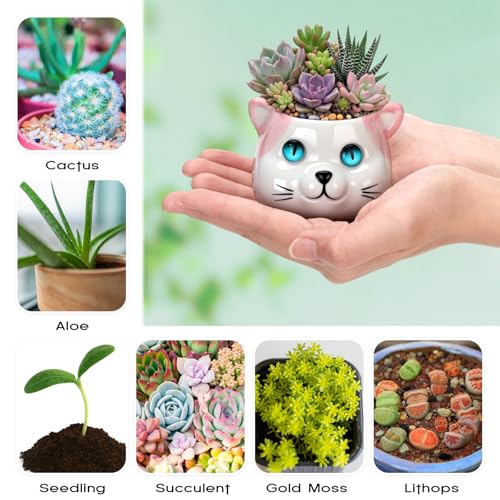 Cindeer 18 Pcs 2.5 Inch Cat Ceramic Succulent Planter Pots – Cute Cat Small Pots with Drainage Hole and Bamboo Tray for Succulents, Cactus, Home Garden Office Desk Decoration Gift Ideas - style: Cat