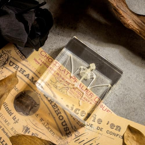 Real Bat Skeleton Specimen in Resin - Authentic Bat Bones for Science Education, Biology Study, Oddities Collectors, and Unique Decor - color: Bat Skeleton Specimen