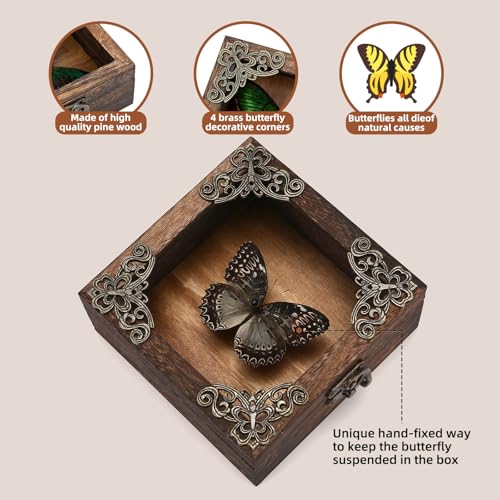 Real Butterfly Shadow Box Picture Frame - Framed Butterfly Taxidermy Meticulously Handcrafted, Gothic Decor Butterfly Small Shadow Box (Male Red Saw Nymphalid (Nymphalidae)) - color: Male Red Saw Nymphalid (Nymphalidae)