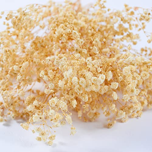 Preserved Baby's Breath 3 Bunches, 100% Natrual Fresh Gypsophila Long Lasting Flowers for Vase Arrangements Home Decoration Photo Props Parties and Weddings, DIY Décor-White - color: White