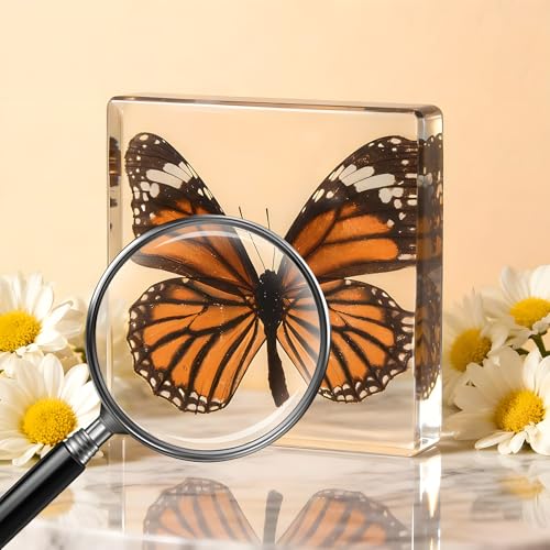 4-Pack Taxidermy Butterfly, Real Butterflies Specimens in Resin - Genuine Resin Butterflies Framed Display for Taxidermy Bugs, Oddities, Biology, Science & Home Decor (3x3x1 inch) - color: 4pcs Butterflies