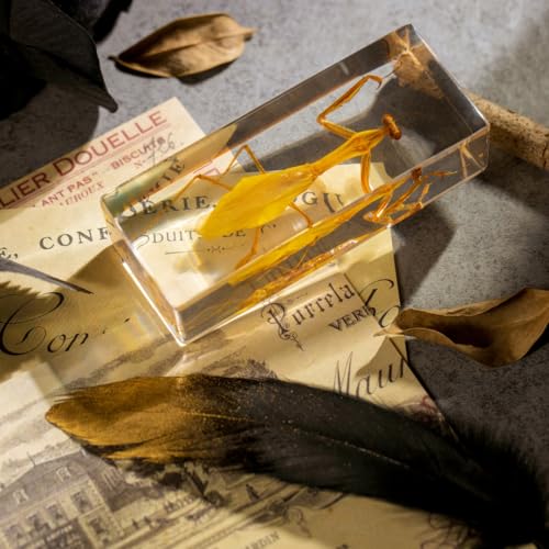Real Mantis Specimen in Resin - Authentic Mantis Encased in Clear Resin Block, Perfect for Science Education, Oddities Collectors, and Biology Enthusiasts - color: Mantis Specimen