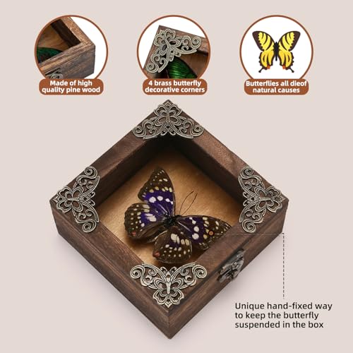 Taxidermy Butterfly Shadow Box Picture Frame - Real Framed Butterflies Meticulously Handcrafted, Framed Butterfly Taxidermy for Dark Academia Decor (Purple Nymphalid (Nymphalidae)) - color: Purple Nymphalid (Nymphalidae)