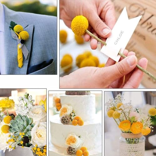 20 Stems Natural Dried Craspedia Billy Balls - 17" Golden Yellow Ball Flowers - Dried Flower Arrangement for Boho Wedding Farmhouse Decor - Vase Centerpiece Filler - DIY Dried Bouquet Home Decor