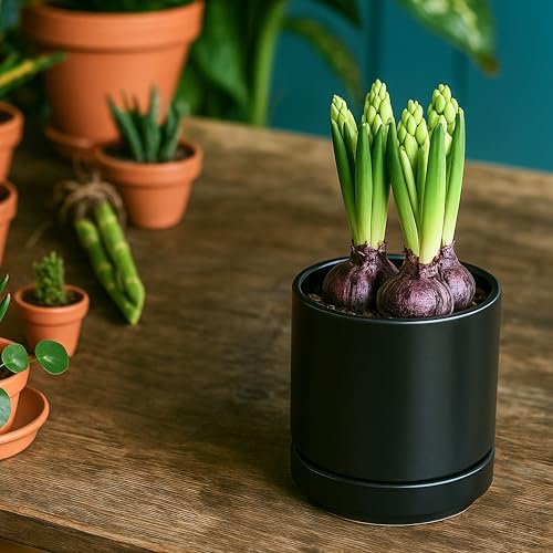 D'vine Dev Set of 2 Plants Pot, 4.7 Inch Ceramic Planter Pot for Plants with Drainage Hole and Saucer, Black, 94-V-B-2 - color: Black, size: 4.7 Inch