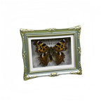 1Pcs Real Butterfly Framed Handmade, Taxidermy Butterfly Shadow Box Collection, Framed Butterfly Taxidermy for Oddities and Curiosities Gifts Tabletop ornaments (A-Butterfly specimen+photo frame) - color: A-Butterfly specimen+photo frame