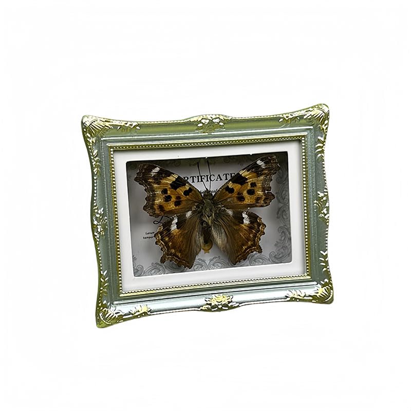 1Pcs Real Butterfly Framed Handmade, Taxidermy Butterfly Shadow Box Collection, Framed Butterfly Taxidermy for Oddities and Curiosities Gifts Tabletop ornaments (A-Butterfly specimen+photo frame) - color: A-Butterfly specimen+photo frame