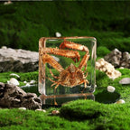 Taxidermy Crab, Real Crab Specimens Animal Specimen in Resin for Science Classroom Science Education, Great Gift for Fans of Taxidermy, Animal Skull, Oddities, Biology (3 x 3 x 1 inch) - color: Crab A