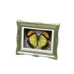 1Pcs Real Butterfly Framed Handmade, Taxidermy Butterfly Shadow Box Collection, Framed Butterfly Taxidermy for Oddities and Curiosities Gifts Tabletop Ornaments (F-Butterfly Specimen+Photo Frame) - color: F-butterfly Specimen+photo Frame