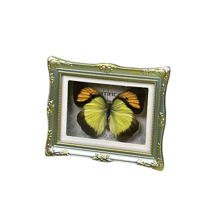 1Pcs Real Butterfly Framed Handmade, Taxidermy Butterfly Shadow Box Collection, Framed Butterfly Taxidermy for Oddities and Curiosities Gifts Tabletop Ornaments (F-Butterfly Specimen+Photo Frame) - color: F-butterfly Specimen+photo Frame