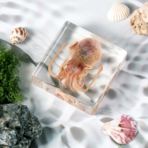 Taxidermy Squid, Real Squid Specimens Animal Specimen in Resin for Science Classroom Science Education, Great Gift for Fans of Taxidermy, Animal Skull, Oddities, Biology (3 x 3 x 1 inch) - color: Squid