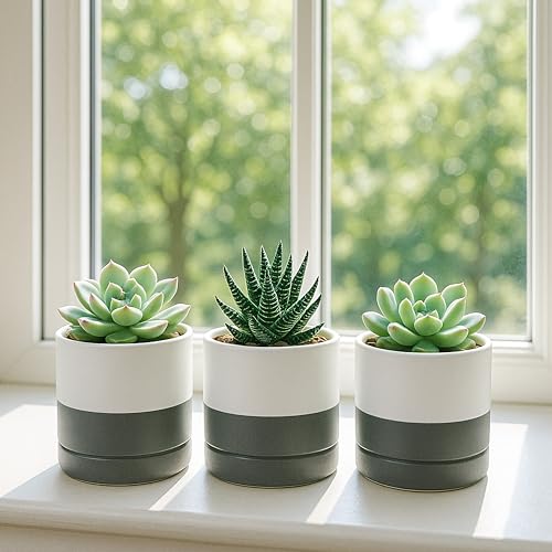 D'vine Dev Set of 4 Small Ceramic Plant Pots, 3.5 Inch Succulent Planter Pot for Plants with Drainage Hole and Saucer, White/Speckled Grey, 94-X-A-6 - color: White/Speckled Grey, size: 3.5 Inch