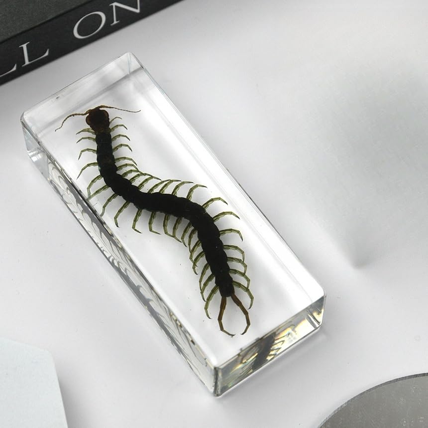 Real Specimen Preserved in Resin - Animal Taxidermy for Science Education, Great Gift for Fans of Taxidermy, Animal Skull, Biology (Centipede) - color: Centipede Specimen