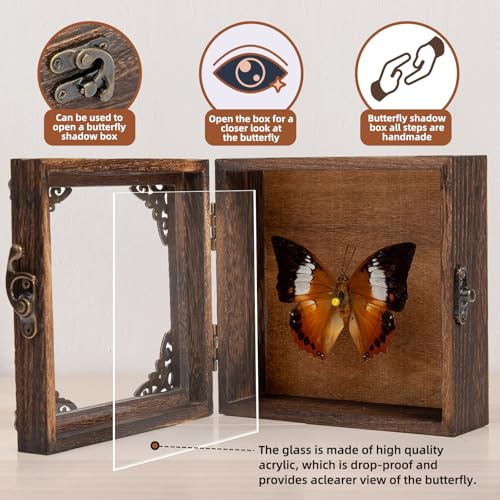 Real Taxidermy Butterfly Shadow Boxes - Framed Butterfly Unique Metal Pushpin Fixation, Oddities and Curiosities Gifts Butterfly Decoration Box (White Tape Nymphalid (Nymphalidae)) - color: White Tape Nymphalid (Nymphalidae)