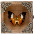 Real Taxidermy Butterfly Shadow Boxes - Framed Butterfly Unique Metal Pushpin Fixation, Oddities and Curiosities Gifts Butterfly Decoration Box (White Tape Nymphalid (Nymphalidae)) - color: White Tape Nymphalid (Nymphalidae)