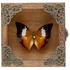 Real Taxidermy Butterfly Shadow Boxes - Framed Butterfly Unique Metal Pushpin Fixation, Oddities and Curiosities Gifts Butterfly Decoration Box (White Tape Nymphalid (Nymphalidae)) - color: White Tape Nymphalid (Nymphalidae)