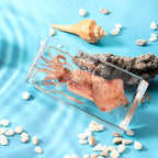 Taxidermy Squid, Real Squid Specimens Animal Specimen in Resin for Science Classroom Science Education, Great Gift for Fans of Taxidermy, Animal Skull, Oddities, Biology (5.5x2.5x0.7 Inch) - color: Squid (5.5x2.5x1 Inch)