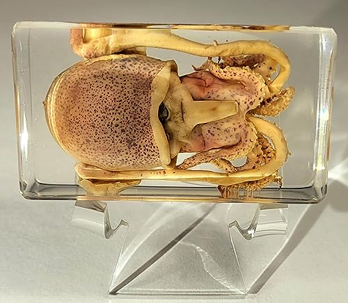 HQRP-Crystal 2-3/8" Acrylic Display Stand Pedestal for Crystal Heart / Slice / Slab and other Stones - size: 2-3/8"
