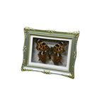 1Pcs Real Butterfly Framed Handmade, Taxidermy Butterfly Shadow Box Collection, Framed Butterfly Taxidermy for Oddities and Curiosities Gifts Tabletop ornaments (A-Butterfly specimen+photo frame) - color: A-Butterfly specimen+photo frame