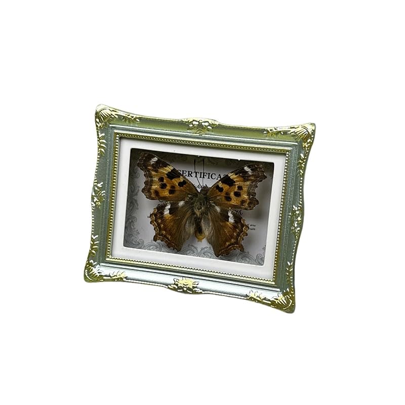 1Pcs Real Butterfly Framed Handmade, Taxidermy Butterfly Shadow Box Collection, Framed Butterfly Taxidermy for Oddities and Curiosities Gifts Tabletop ornaments (A-Butterfly specimen+photo frame) - color: A-Butterfly specimen+photo frame