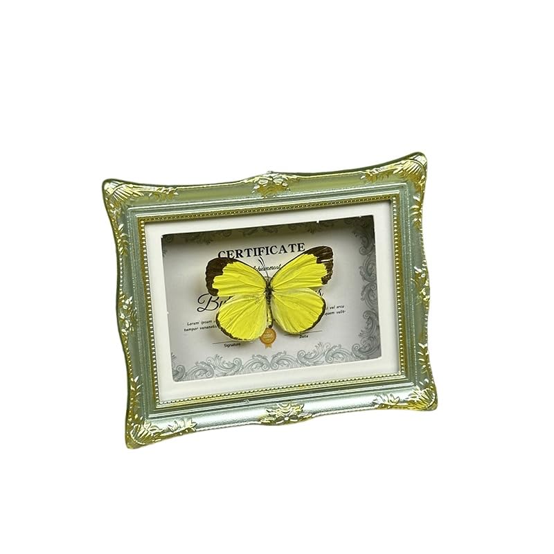 1Pcs Real Butterfly Framed Handmade, Taxidermy Butterfly Shadow Box Collection, Framed Butterfly Taxidermy for Oddities and Curiosities Gifts Tabletop Ornaments (H-Butterfly Specimen+Photo Frame) - color: H-butterfly Specimen+photo Frame