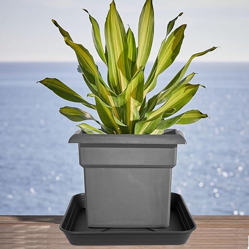 4 Pack Square Plant Saucer Tray 10 inch, 6 8 10 12 14 16 18 20 inch Heavy Duty Plastic Square Plant Saucers for Indoors Outdoor, Flower Planter Drip Trays for Pots, Seed Starting Tray - color: Black, size: 10"-4 Pack