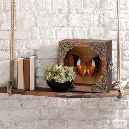 Real Taxidermy Butterfly Shadow Boxes - Framed Butterfly Unique Metal Pushpin Fixation, Oddities and Curiosities Gifts Butterfly Decoration Box (White Tape Nymphalid (Nymphalidae)) - color: White Tape Nymphalid (Nymphalidae)