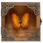 Real Butterfly Shadow Box Picture Frame - Framed Butterfly Taxidermy Meticulously Handcrafted, Gothic Decor Butterfly Small Shadow Box (Yellow-Spotted Nymphalid (Nymphalidae)) - color: Yellow-spotted Nymphalid (Nymphalidae)