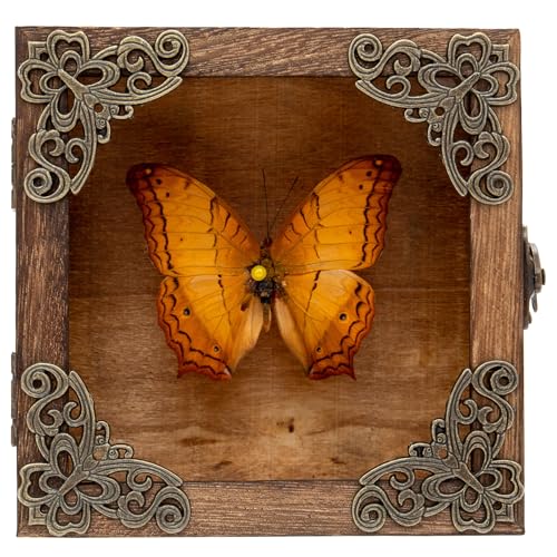 Real Butterfly Shadow Box Picture Frame - Framed Butterfly Taxidermy Meticulously Handcrafted, Gothic Decor Butterfly Small Shadow Box (Yellow-Spotted Nymphalid (Nymphalidae)) - color: Yellow-spotted Nymphalid (Nymphalidae)