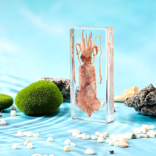 Taxidermy Squid, Real Squid Specimens Animal Specimen in Resin for Science Classroom Science Education, Great Gift for Fans of Taxidermy, Animal Skull, Oddities, Biology (5.5x2.5x0.7 Inch) - color: Squid (5.5x2.5x1 Inch)
