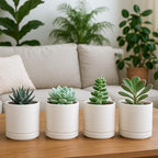 D'vine Dev Set of 4 Small Ceramic Plant Pots, 3.5 Inch Succulent Planter Pot for Plants with Drainage Hole and Saucer, Oatmeal, 94-X-A-8 - color: Oatmeal, size: 3.5 Inch