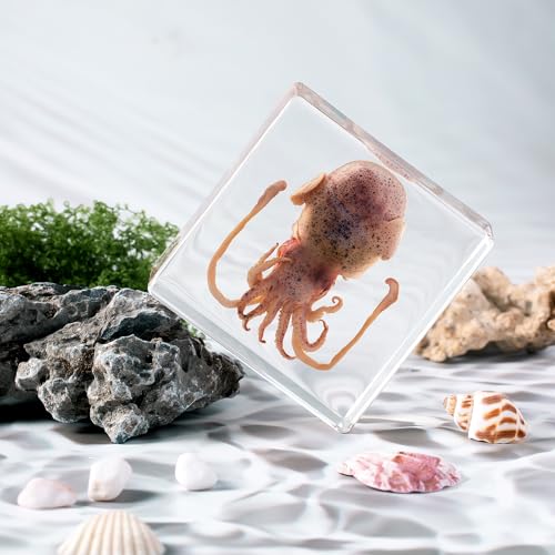 Taxidermy Squid, Real Squid Specimens Animal Specimen in Resin for Science Classroom Science Education, Great Gift for Fans of Taxidermy, Animal Skull, Oddities, Biology (3 x 3 x 1 inch) - color: Squid