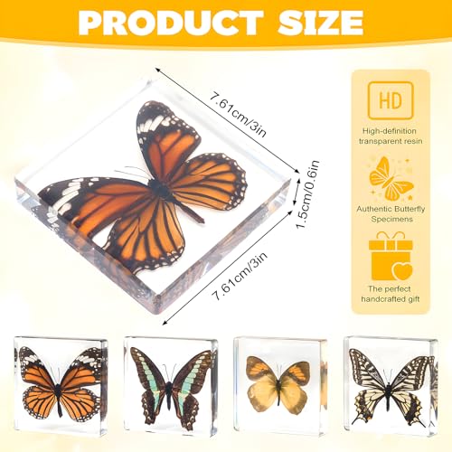 4-Pack Taxidermy Butterfly, Real Butterflies Specimens in Resin - Genuine Resin Butterflies Framed Display for Taxidermy Bugs, Oddities, Biology, Science & Home Decor (3x3x1 inch) - color: 4pcs Butterflies
