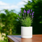 D'vine Dev Set of 4 Small Ceramic Plant Pots, 4.7 Inch Succulent Planter Pot for Plants with Drainage Hole and Saucer, White, 94-X-B-1 - color: White, size: 4.7 Inch