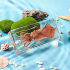 Taxidermy Squid, Real Squid Specimens Animal Specimen in Resin for Science Classroom Science Education, Great Gift for Fans of Taxidermy, Animal Skull, Oddities, Biology (5.5x2.5x0.7 Inch) - color: Squid (5.5x2.5x1 Inch)