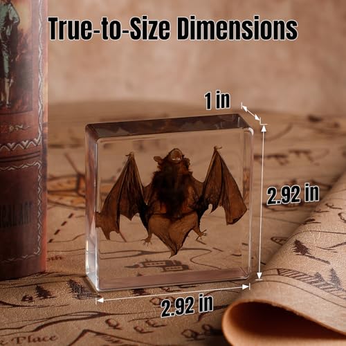 Taxidermy Bat Specimen in Resin – Real Preserved Animal Specimen, Oddities Collectible & Gothic Decor for Science Classroom, Unique Halloween, Christmas & Birthday Gift (3 x 3 x 1 Inches) - color: Taxidermy Bat(3 x 3 x 1 inch)