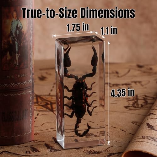 Taxidermy Scorpion Specimen in Resin – Real Preserved Insect Specimen, Oddities Collectible & Gothic Decor for Science Classroom, Unique Halloween, Christmas & Birthday Gift - color: Taxidermy Scorpion(4.5x1.8x1.2 Inch)