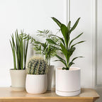 D'vine Dev Set of 2 Plants Pots, 6.5 Inch Ceramic Planter Pot for Plants with Drainage Hole and Saucer, Oatmeal, 94-V-C-8 - color: Oatmeal, size: 6 Inch