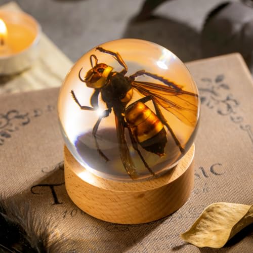 Real Wasp Specimen in Sphere Resin - 2.36 Inch Diameter with Solid Wood Base, Perfect for Science Education, Oddities Collectors, and Biology Enthusiasts - color: Wasp Specimen (2.36" Diameter)