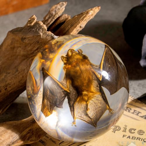 Real Bat Specimen in Dome Resin - Authentic Bat Preserved in Half-Sphere Resin, Perfect for Science Education, Oddities Collectors, and Unique Decor - color: Bat Specimen (3.5" Round)